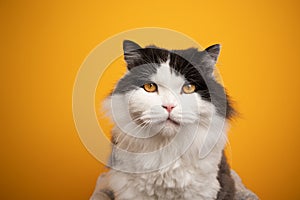 black white british longhair cat with yellow eyes portrait on yellow background