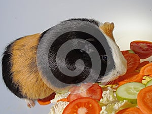 Black, white and brown colored guinea pig with plate of salad made of  cabbage, carrot, tomato, cucumber and parsley.