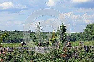 black and white and brown cows with horns graze in the picturesque rural meadow and forest view in background