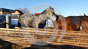 Black white and brown horses standing on the snow in a paddock near the white wooden fence