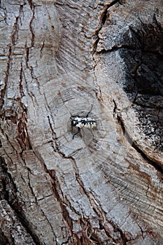 Black and White Bug Beetle