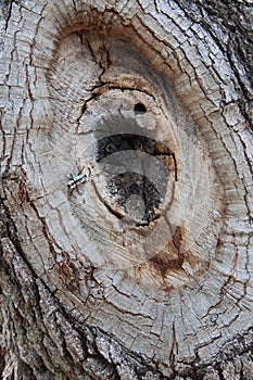 Black and White Bug Beetle in Knothole