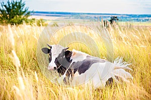 Black and white bull on a field in the grass. Year of the bull. Symbol of 2021