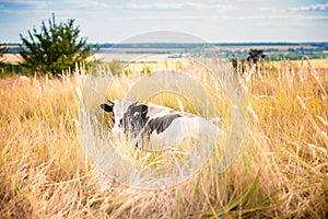 Black and white bull on a field in the grass. Year of the bull. Symbol of 2021