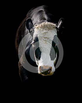 Black And White Bull