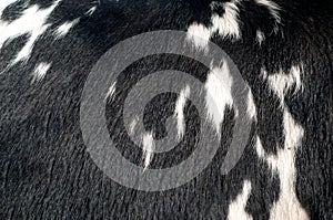 Black and white bull skin pattern