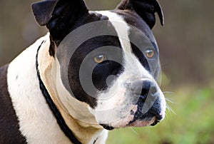 Black and White Bulldog Amstaff