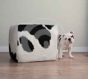 Black and white bulldog puppy dog stands beside cow hide ottoma