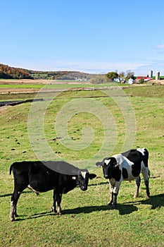 Meat and dairy industry background photo