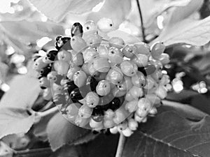 Black and white bunches of berries on the tree