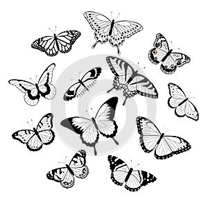Black and white butterflies photo