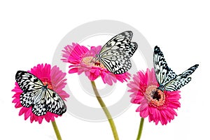 Black and White butterflies on Pink Gerberas.