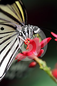 Black and White Butterfly