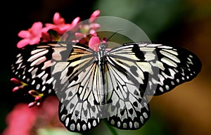 Čiernobiely motýľ 