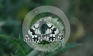 Black and white butterfly