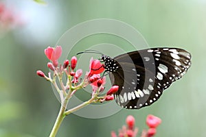 Black White Butterfly