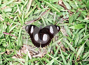 Black white butterfly from Ado Ekiti Nigeria photo