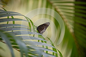 Black and white butterfly