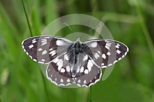 Black and white butterfly