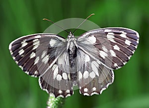 Black and white butterfly