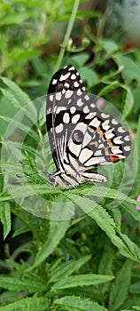 Black and white butterfly