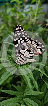 Black and white butterfly