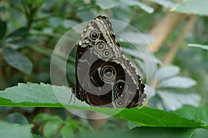 Black and white butterfly on a leaf