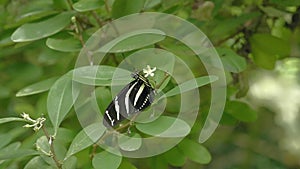 Black and white butterfly on leaf. Close-up of sitting butterfly on green plant.