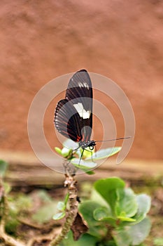 Black and white butterfly in Mindo, Ecuador