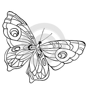 Black and white butterfly with open wings in a top view