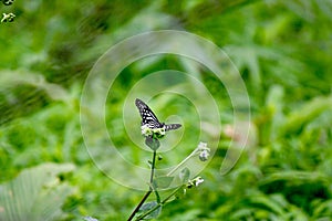 Black and white butterfly perched on a plant