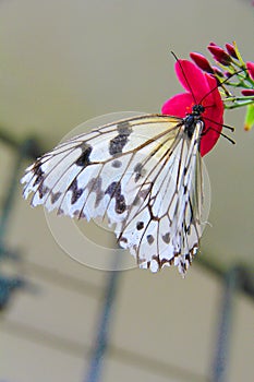 Black and white butterfly perched on a yellow flower on a green background
