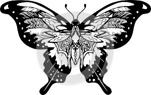 Black white butterfly picture. Ornament, poetry of the night.