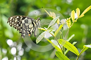 Black and white butterfly poised on tree.