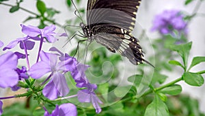 Black and White Butterfly with Purple flower
