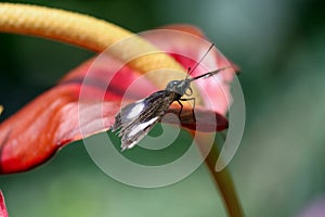 Black and White Butterfly on red flower