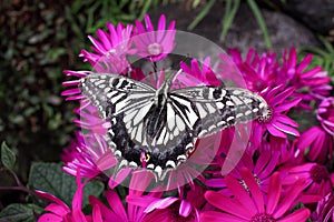 Black and white butterfly resting on purple flowers