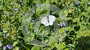 Black and white butterfly