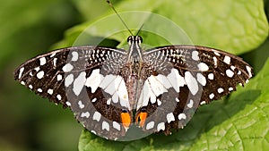 black and white butterfly spreading wings on leaf, macro photo of this delicate and gracious Lepidoptera