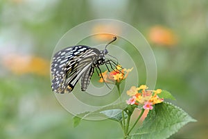 A black and white butterfly standing on yellow flowers