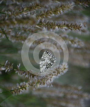 Black and white butterfly wallpaper