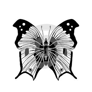 Black and white butterfly on white background