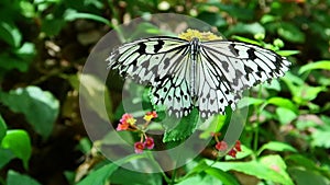 Black and White Butterfly on Yellow Flower