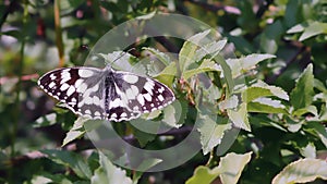 Black-and-White Butterflysting on a Branch, Full Wing view
