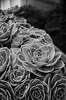 Black and white cactus on a windowsill