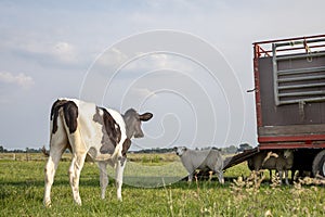 Black and white calf looks at sheep at a cattle truck, seen from the back of the young cow in a pasture under a blue sky