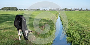 black and white calf near ditch under blue sky in dutch meadow in holland