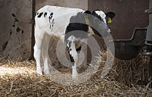 Black and white calf in straw of barn on farm in holland