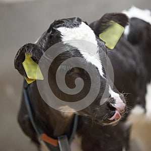 Black and white calfs in barn looks