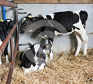 Black and white calfs in straw of dutch barn in holland